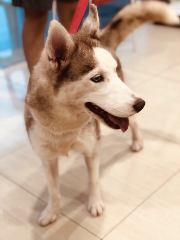 Hera - Husky Dog