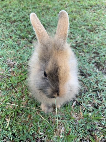 Harley - Harlequin Rabbit