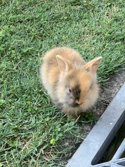 Harley - Harlequin Rabbit