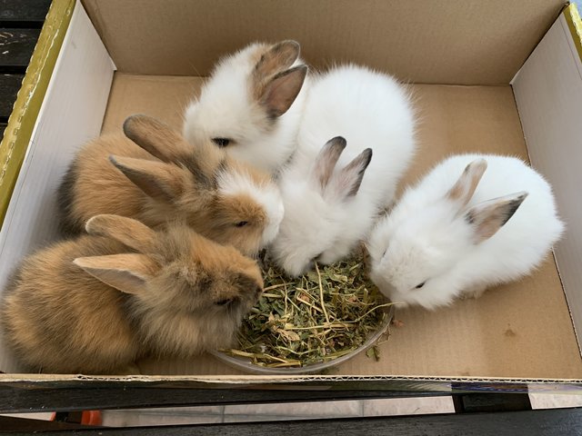 PF105039 - Lionhead + Harlequin Rabbit