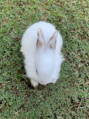 PF105039 - Lionhead + Harlequin Rabbit