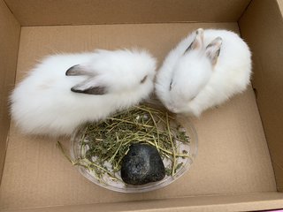 PF105039 - Lionhead + Harlequin Rabbit