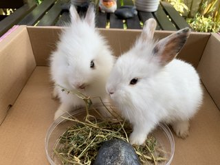 PF105039 - Lionhead + Harlequin Rabbit