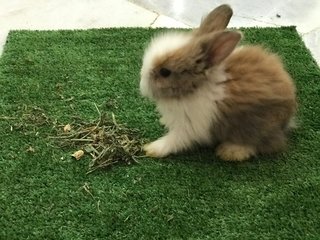 Rabbits For Adoption All Ages Petfinder My