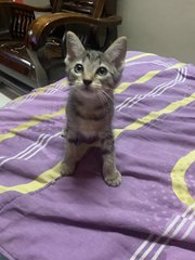 Boys And Girls Kitten - Domestic Short Hair Cat