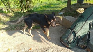 Jacky And Mikey - Mixed Breed Dog