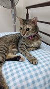 Alice - Domestic Short Hair Cat