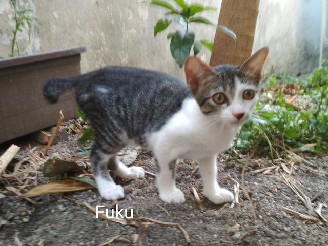 Fuku - Domestic Short Hair Cat