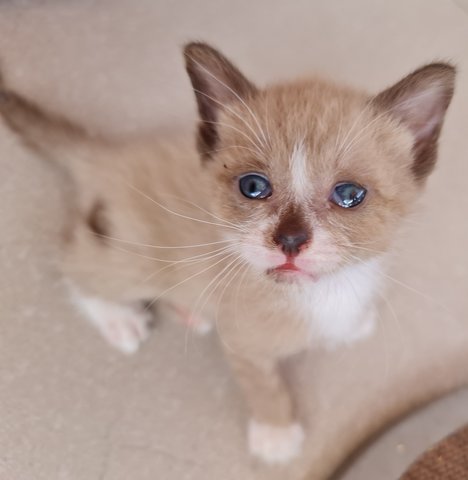 Browny - Siamese + Tabby Cat