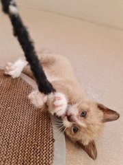 Browny - Siamese + Tabby Cat