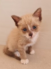 Browny - Siamese + Tabby Cat