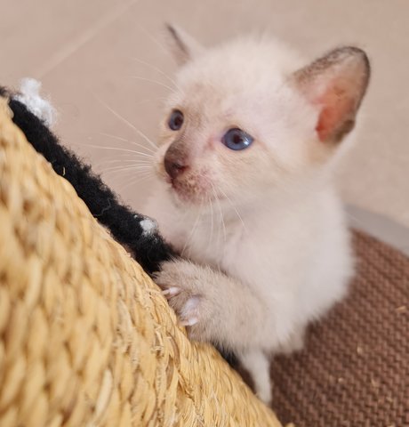 Snowy - Siamese + Tabby Cat