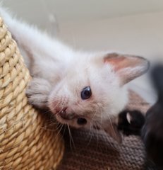 Snowy - Siamese + Tabby Cat