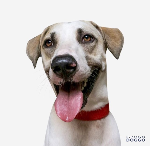 Putu Mayam - Great Dane Mix Dog