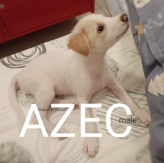 Azec - Retriever Mix Dog