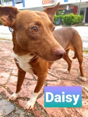 Daisy  - Mixed Breed Dog