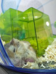 Robo - Roborovsky's Hamster Hamster