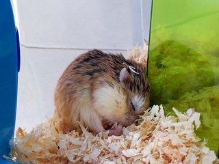 Robo - Roborovsky's Hamster Hamster