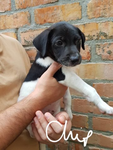 Charming Chip - Mixed Breed Dog