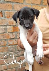 Charming Chip - Mixed Breed Dog