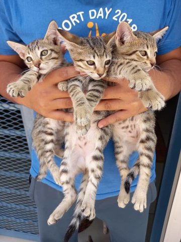 Cumi, Ciki And Bobby - Bengal + Domestic Short Hair Cat