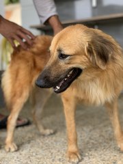 Classy Cally - Mixed Breed Dog