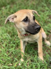 Leo And Jj - Mixed Breed Dog