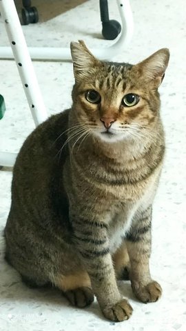 Tigger - Domestic Short Hair Cat