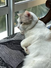 Coconut - Domestic Medium Hair Cat