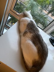 Coconut - Domestic Medium Hair Cat