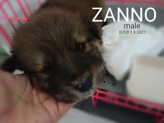 Zanno (Renamed: Hobi) - Black Labrador Retriever Mix Dog