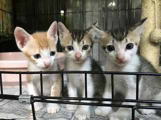 4 weeks old (From left to right: Ginger, Biscuit, McMuffin)