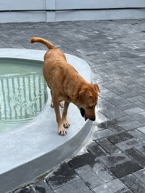 Polly - Labrador Retriever Dog