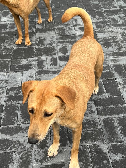 Polly - Labrador Retriever Dog