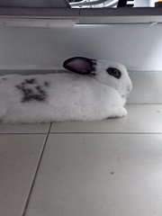 PF105395 - English Spot + Hotot Rabbit