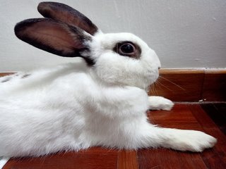 PF105395 - English Spot + Hotot Rabbit