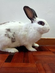 PF105395 - English Spot + Hotot Rabbit