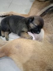 Blackie, Minnie And Milo - Mixed Breed Dog