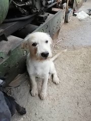 Butler Boy - Mixed Breed Dog