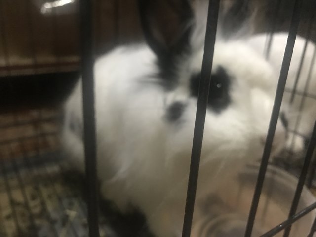 PF105512 - Hotot + Lionhead Rabbit