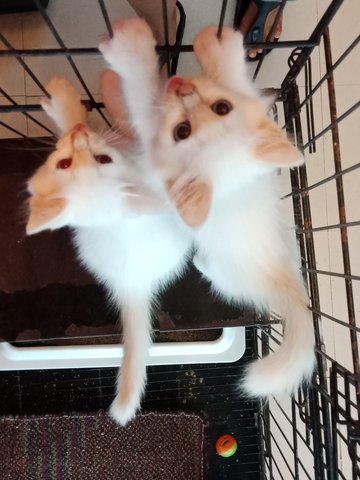 Adorable Kittens - Domestic Long Hair + Domestic Short Hair Cat