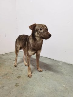 Aden - Swedish Vallhund Mix Dog