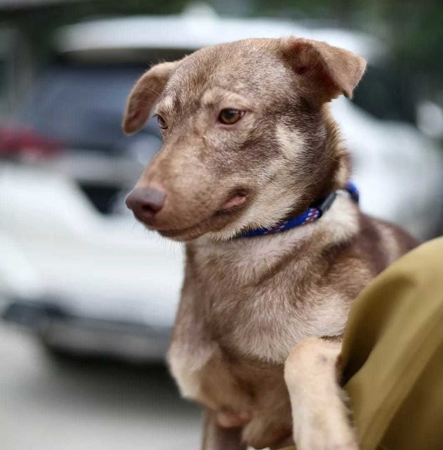 Aden - Swedish Vallhund Mix Dog