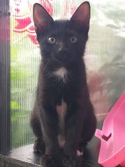 Blacky - Domestic Short Hair Cat