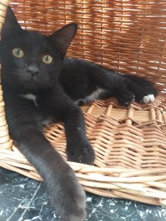 Blacky - Domestic Short Hair Cat