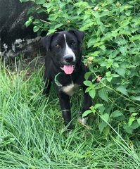 Sox - Mixed Breed Dog