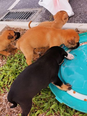 Kepong Baby Boy  - Mixed Breed Dog