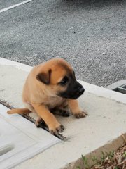 Kepong Baby Boy  - Mixed Breed Dog