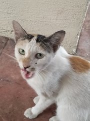 Eva - Calico Cat