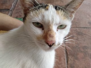 Eva - Calico Cat